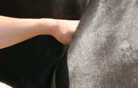 Schouder-275×175