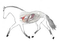 folder-orgaan-200×139