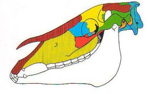thumbnail_IMG_1766-300×192